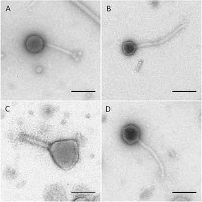 Differential Bacteriophage Efficacy in Controlling Salmonella in Cattle Hide and Soil Models